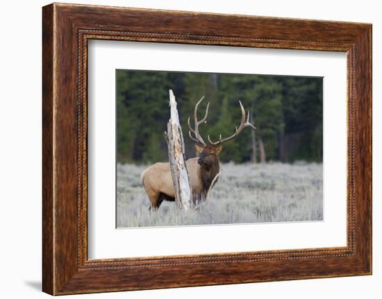 Rocky Mountain Bull Elk-Ken Archer-Framed Photographic Print