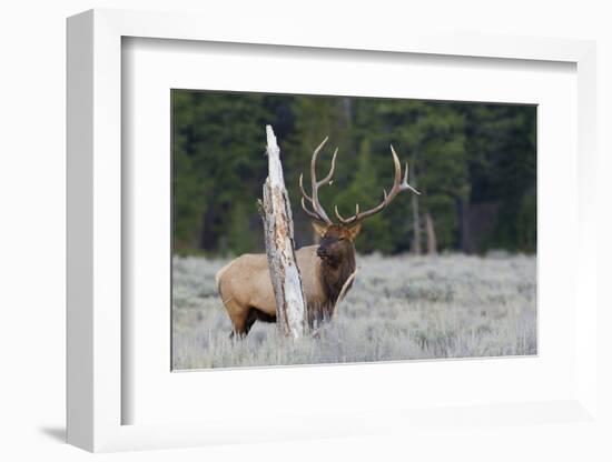 Rocky Mountain Bull Elk-Ken Archer-Framed Photographic Print