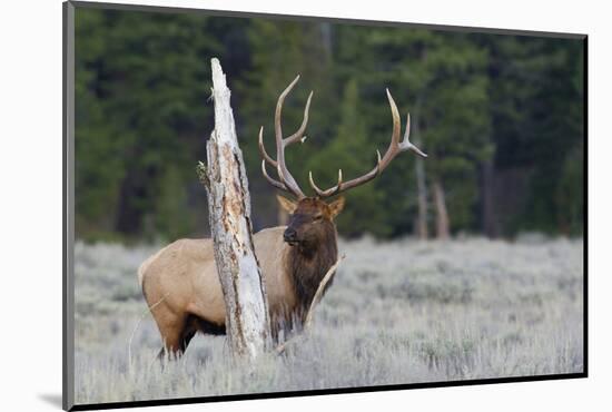 Rocky Mountain Bull Elk-Ken Archer-Mounted Photographic Print