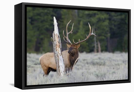 Rocky Mountain Bull Elk-Ken Archer-Framed Premier Image Canvas