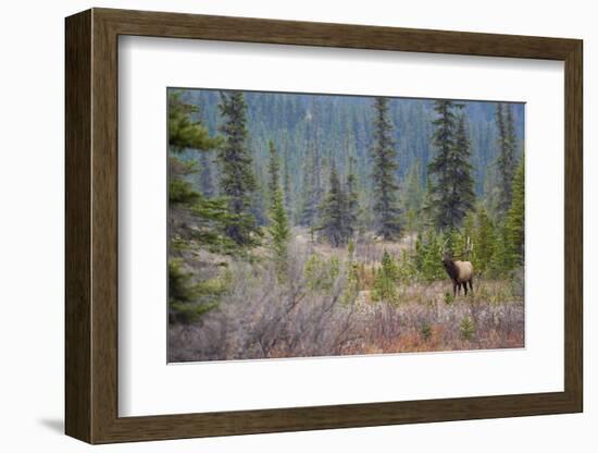 Rocky Mountain Bull Elk-Ken Archer-Framed Photographic Print