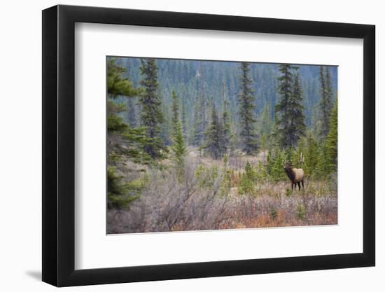 Rocky Mountain Bull Elk-Ken Archer-Framed Photographic Print