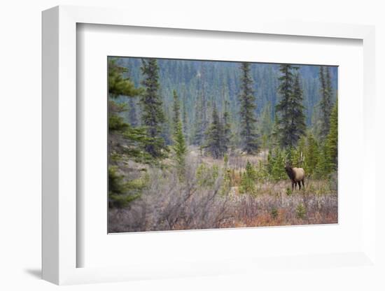 Rocky Mountain Bull Elk-Ken Archer-Framed Photographic Print