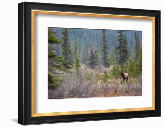 Rocky Mountain Bull Elk-Ken Archer-Framed Photographic Print