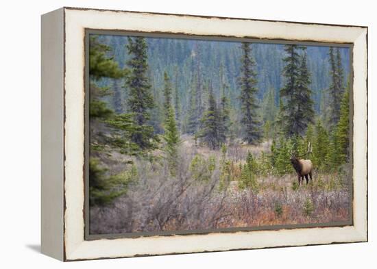 Rocky Mountain Bull Elk-Ken Archer-Framed Premier Image Canvas