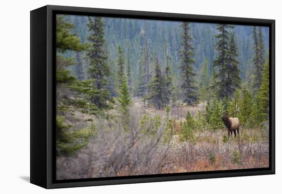 Rocky Mountain Bull Elk-Ken Archer-Framed Premier Image Canvas