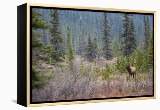 Rocky Mountain Bull Elk-Ken Archer-Framed Premier Image Canvas