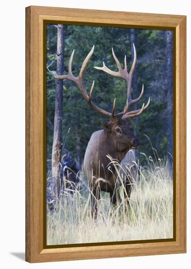 Rocky Mountain Bull Elk-Ken Archer-Framed Premier Image Canvas