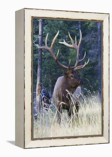 Rocky Mountain Bull Elk-Ken Archer-Framed Premier Image Canvas