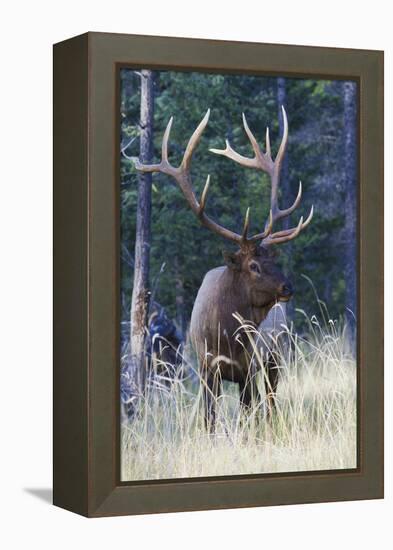 Rocky Mountain Bull Elk-Ken Archer-Framed Premier Image Canvas