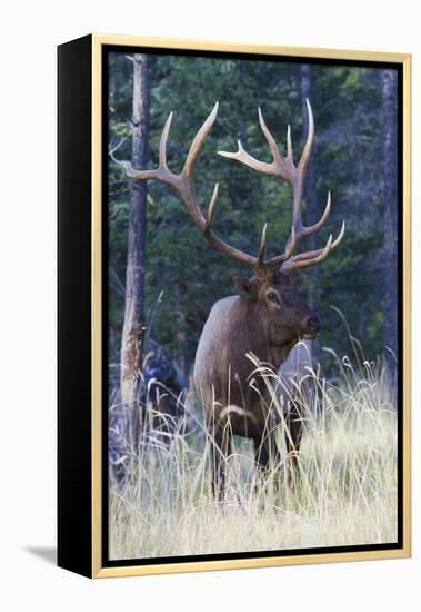 Rocky Mountain Bull Elk-Ken Archer-Framed Premier Image Canvas