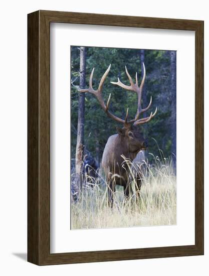 Rocky Mountain Bull Elk-Ken Archer-Framed Photographic Print