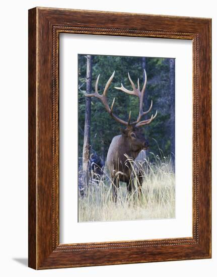 Rocky Mountain Bull Elk-Ken Archer-Framed Photographic Print