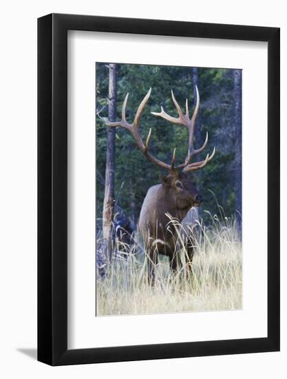 Rocky Mountain Bull Elk-Ken Archer-Framed Photographic Print