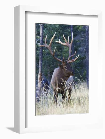 Rocky Mountain Bull Elk-Ken Archer-Framed Photographic Print