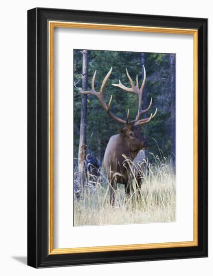 Rocky Mountain Bull Elk-Ken Archer-Framed Photographic Print