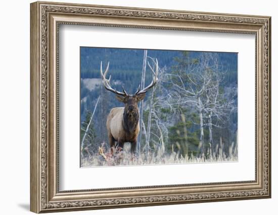 Rocky Mountain Bull Elk-Ken Archer-Framed Photographic Print