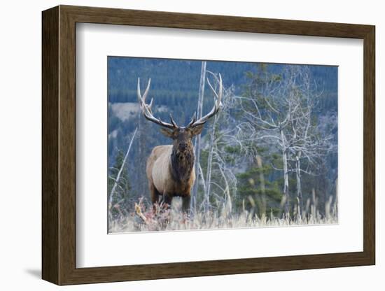 Rocky Mountain Bull Elk-Ken Archer-Framed Photographic Print