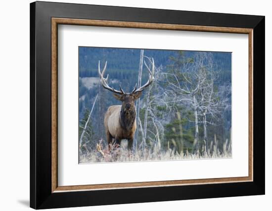 Rocky Mountain Bull Elk-Ken Archer-Framed Photographic Print