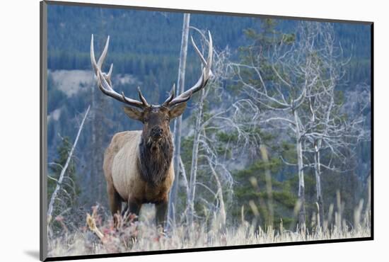 Rocky Mountain Bull Elk-Ken Archer-Mounted Photographic Print