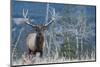 Rocky Mountain Bull Elk-Ken Archer-Mounted Photographic Print