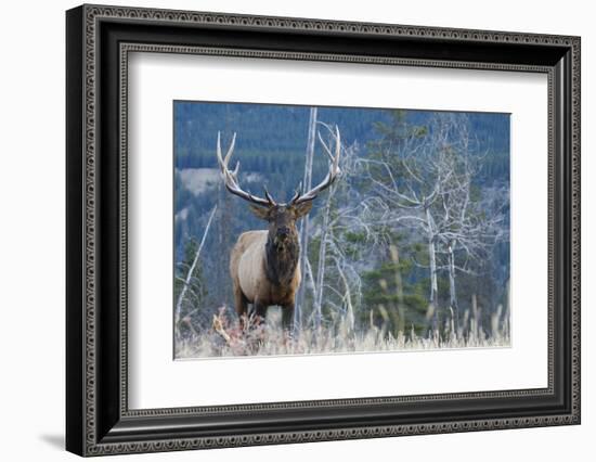 Rocky Mountain Bull Elk-Ken Archer-Framed Photographic Print