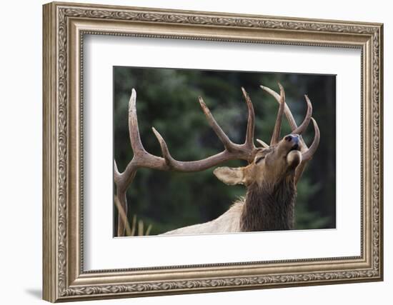 Rocky Mountain Bull Elk-Ken Archer-Framed Photographic Print