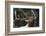 Rocky Mountain Bull Elk-Ken Archer-Framed Photographic Print