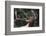 Rocky Mountain Bull Elk-Ken Archer-Framed Photographic Print