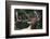 Rocky Mountain Bull Elk-Ken Archer-Framed Photographic Print