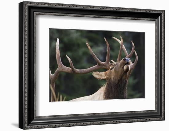 Rocky Mountain Bull Elk-Ken Archer-Framed Photographic Print