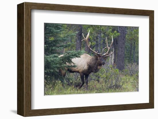 Rocky Mountain Bull Elk-Ken Archer-Framed Photographic Print