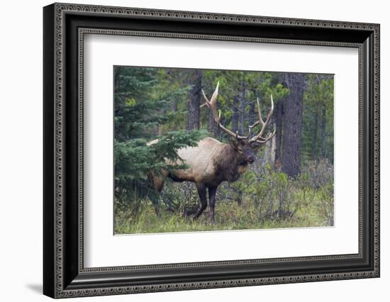 Rocky Mountain Bull Elk-Ken Archer-Framed Photographic Print