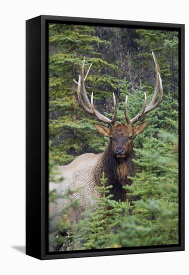 Rocky Mountain Bull Elk-Ken Archer-Framed Premier Image Canvas