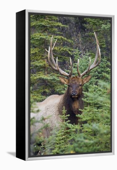 Rocky Mountain Bull Elk-Ken Archer-Framed Premier Image Canvas