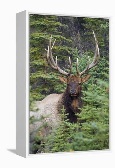 Rocky Mountain Bull Elk-Ken Archer-Framed Premier Image Canvas