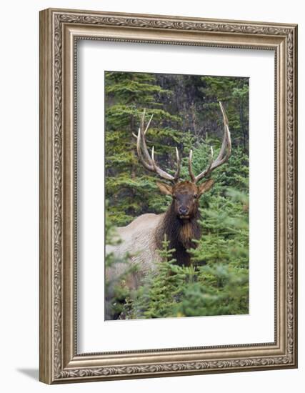 Rocky Mountain Bull Elk-Ken Archer-Framed Photographic Print