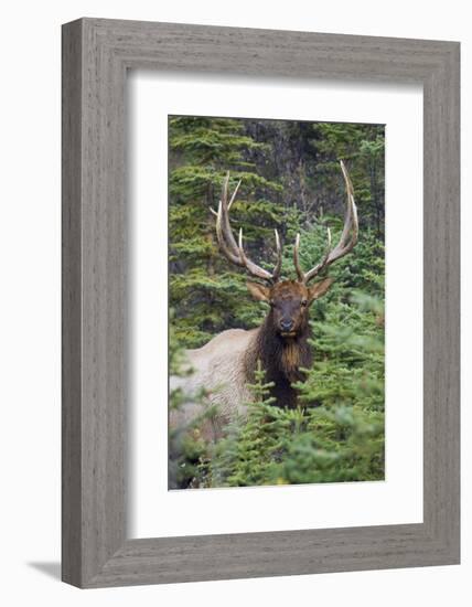 Rocky Mountain Bull Elk-Ken Archer-Framed Photographic Print