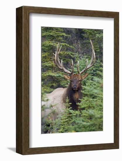 Rocky Mountain Bull Elk-Ken Archer-Framed Photographic Print