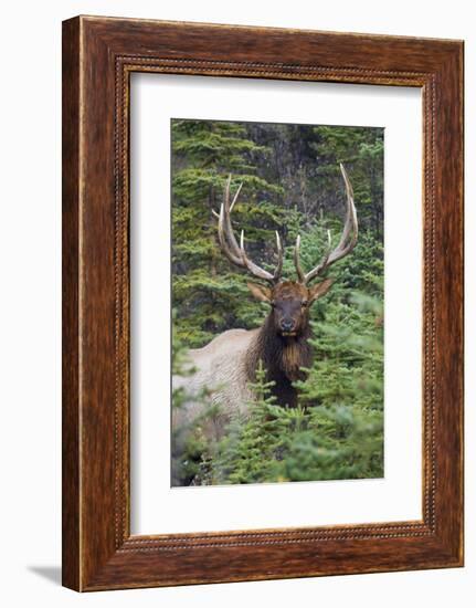 Rocky Mountain Bull Elk-Ken Archer-Framed Photographic Print