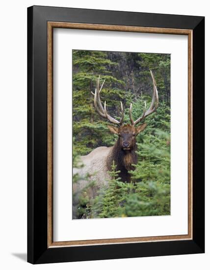 Rocky Mountain Bull Elk-Ken Archer-Framed Photographic Print