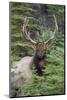 Rocky Mountain Bull Elk-Ken Archer-Mounted Photographic Print