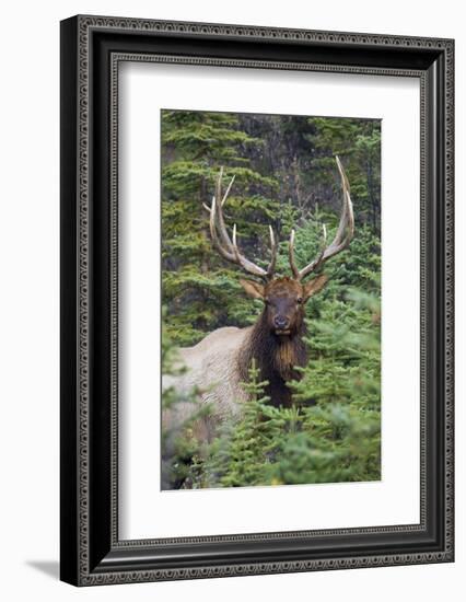 Rocky Mountain Bull Elk-Ken Archer-Framed Photographic Print