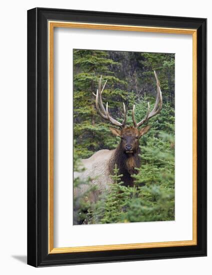 Rocky Mountain Bull Elk-Ken Archer-Framed Photographic Print