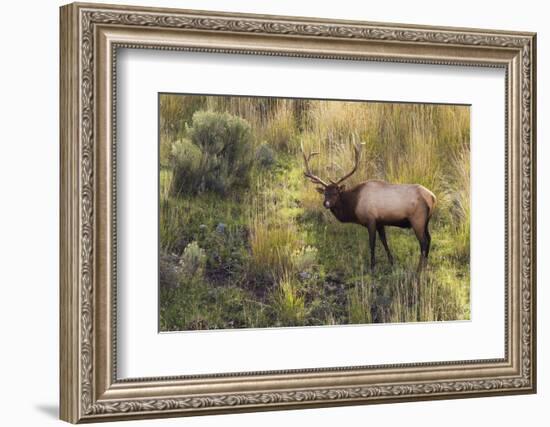 Rocky Mountain Bull Elk-Ken Archer-Framed Photographic Print