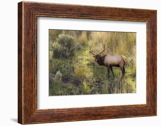 Rocky Mountain Bull Elk-Ken Archer-Framed Photographic Print