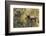 Rocky Mountain Bull Elk-Ken Archer-Framed Photographic Print