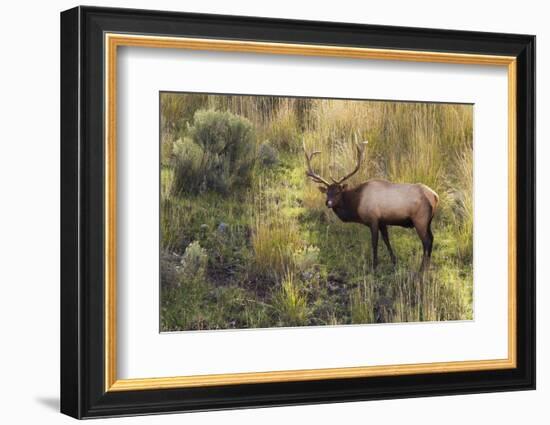 Rocky Mountain Bull Elk-Ken Archer-Framed Photographic Print