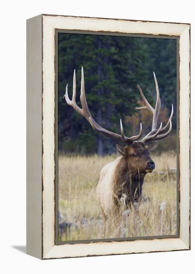 Rocky Mountain Bull Elk-Ken Archer-Framed Premier Image Canvas