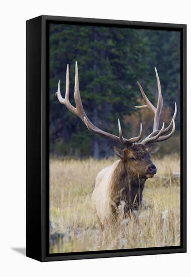 Rocky Mountain Bull Elk-Ken Archer-Framed Premier Image Canvas